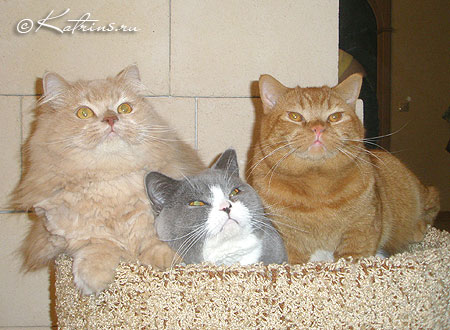 Британские коты, Katrin's Persey, Unesko, Zephyr и  Zahary