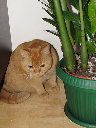 Британский кот красный тиккированный, Katrin's Uliyan