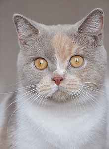 британская кошка лилово-кремовая триколор Katrin's Nastasja